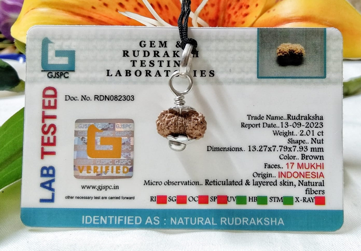 17 Mukhi Rudraksha Indonesia 13mm