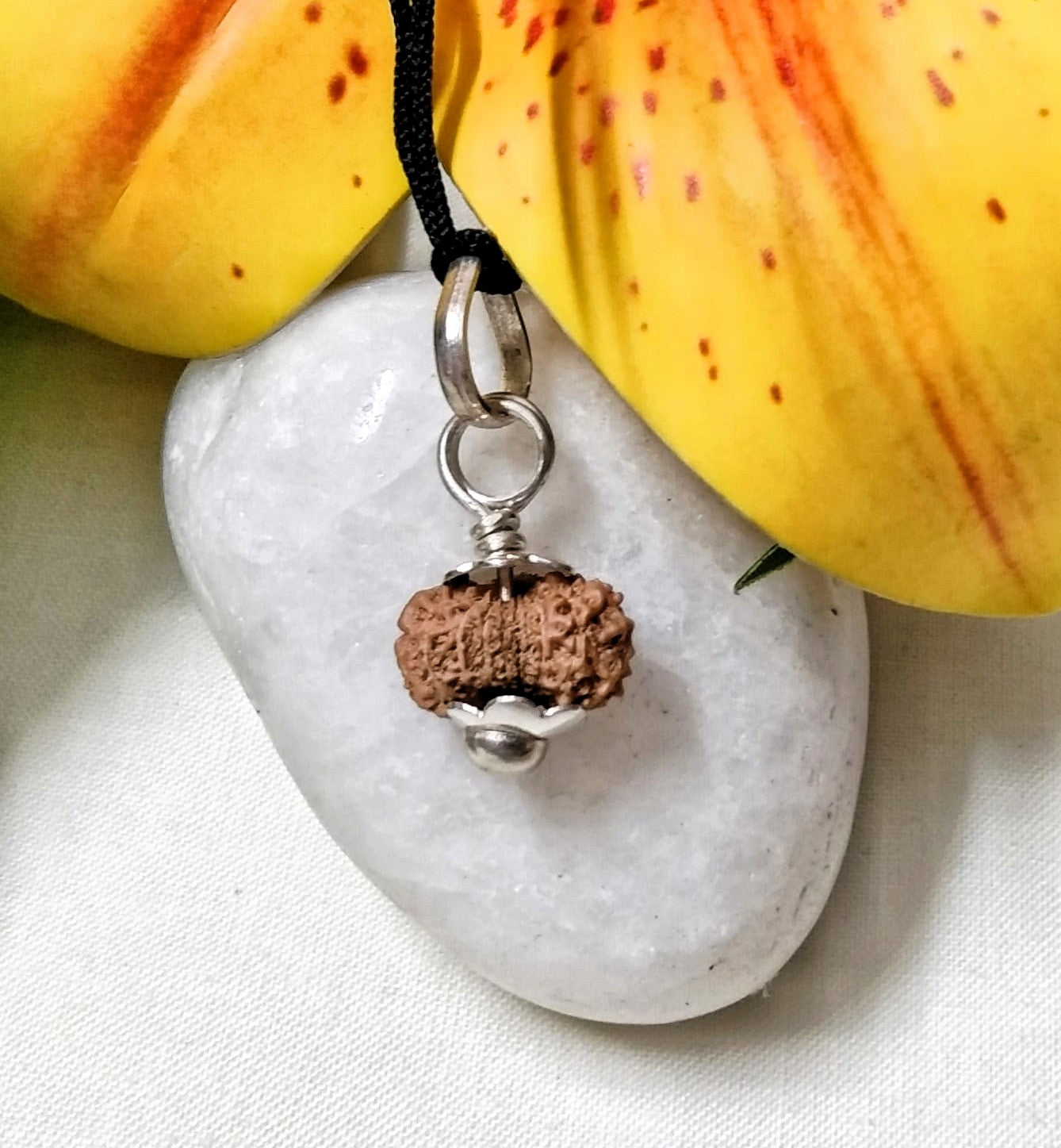 17 Mukhi Rudraksha Indonesia 13mm