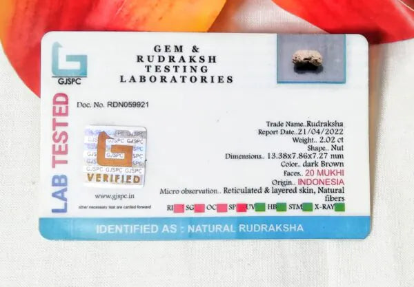 20 Mukhi Rudraksha Indonesia 13 mm