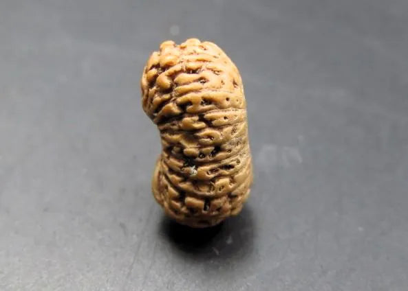 20 Mukhi Rudraksha Indonesia 13 mm