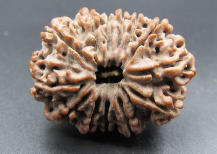 13 Mukhi Rudraksha Nepal 29 mm