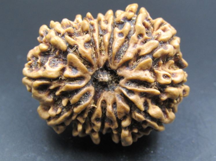 13 Mukhi Rudraksha Nepal 30 mm