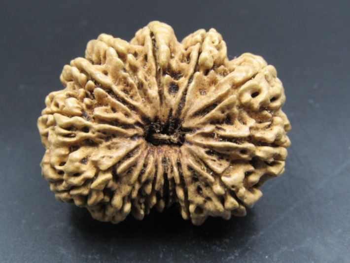 Lab-Certified 13 Mukhi Rudraksha Nepal