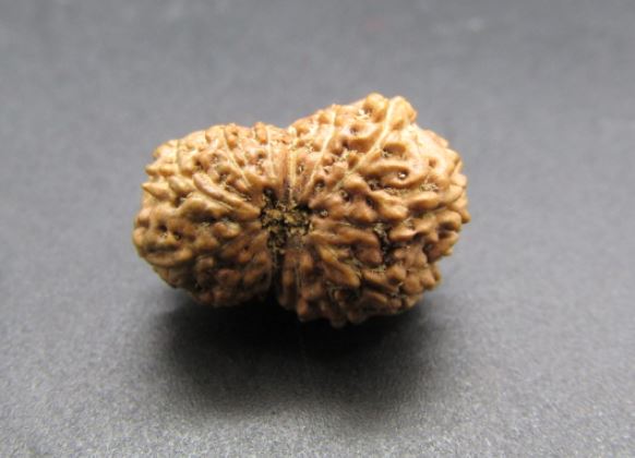 Buy 13 Mukhi Rudraksha Indonesia Online