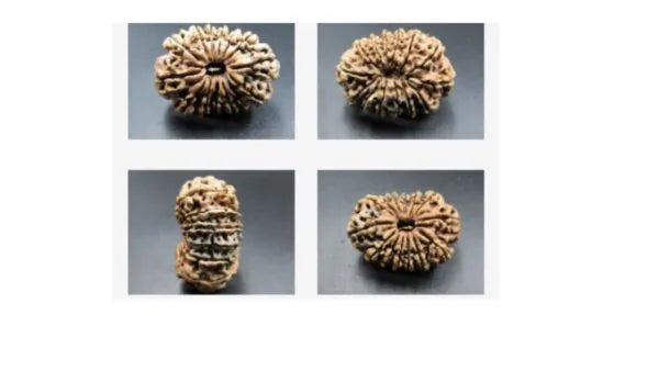 14 Mukhi Nepali Rudraksha Online