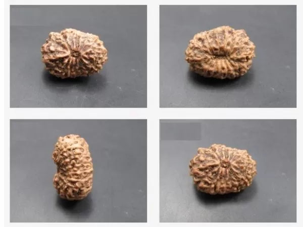Buy 14 Mukhi Rudraksha Beads
