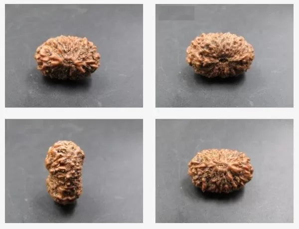 14 Mukhi Indonesia Rudraksha Beads Online