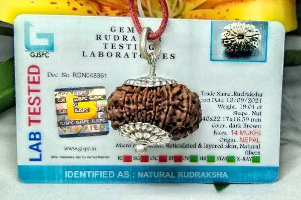 Buy 14 Mukhi Nepali Rudraksha