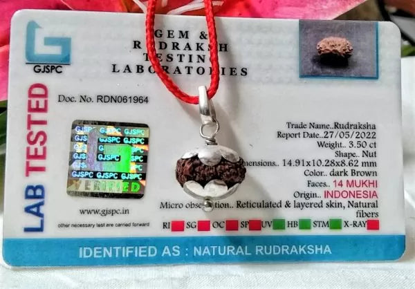 Buy 14 Mukhi Rudraksha Indonesia 14 mm