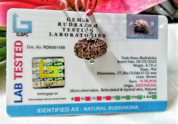 Buy 14 Mukhi Rudraksha Indonesia 17 mm