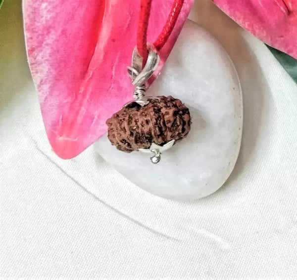 14 Mukhi Rudraksha Indonesia