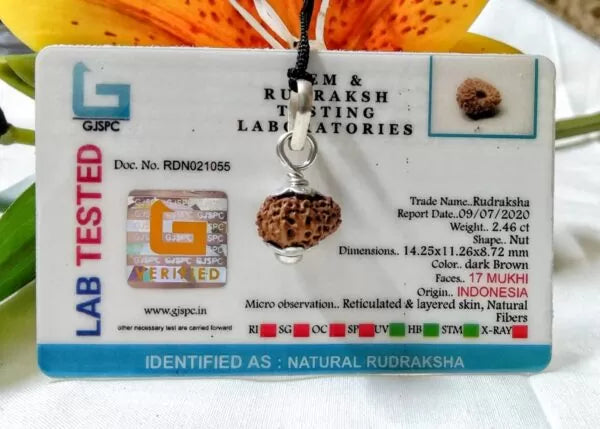 17 Mukhi Rudraksha Indonesia 14 mm