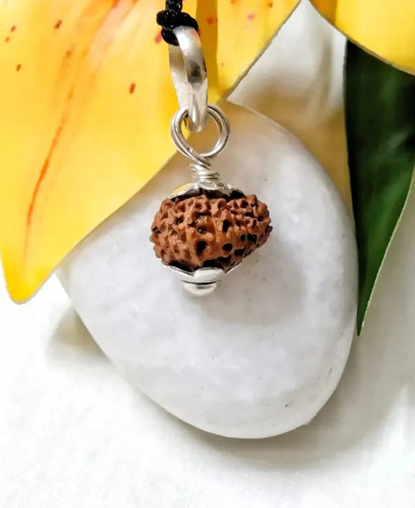 17 Mukhi Rudraksha Indonesia 14 mm