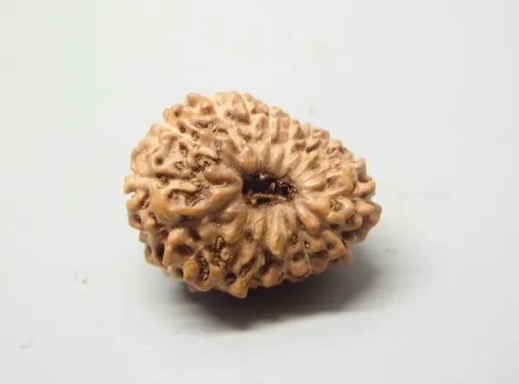 17 Mukhi Rudraksha Indonesia 14 mm