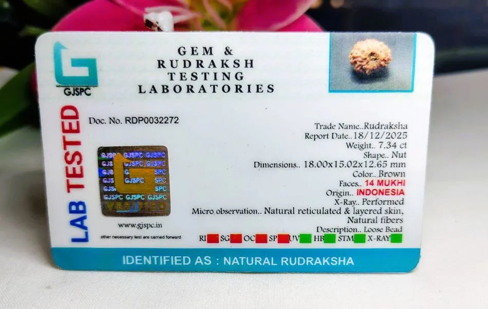14 Mukhi Rudraksha Indonesia 18 mm