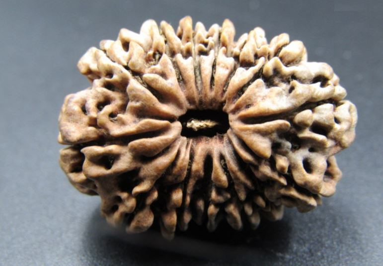 14 Mukhi Rudraksha Nepal 29 mm