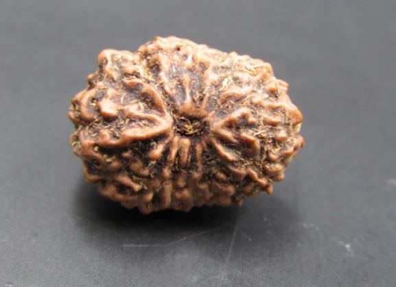 14 Mukhi Rudraksha Indonesia 14 mm