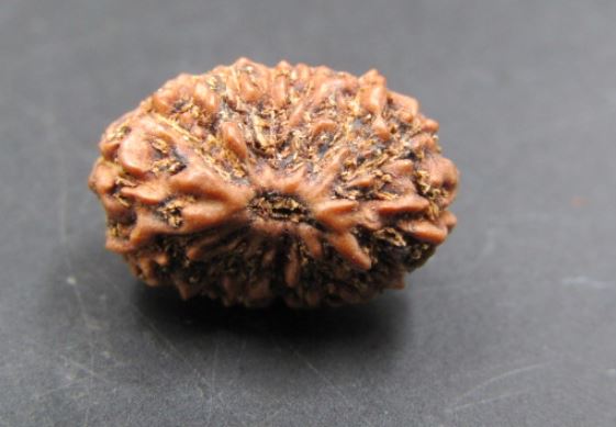 14 Mukhi Rudraksha Indonesia 17 mm