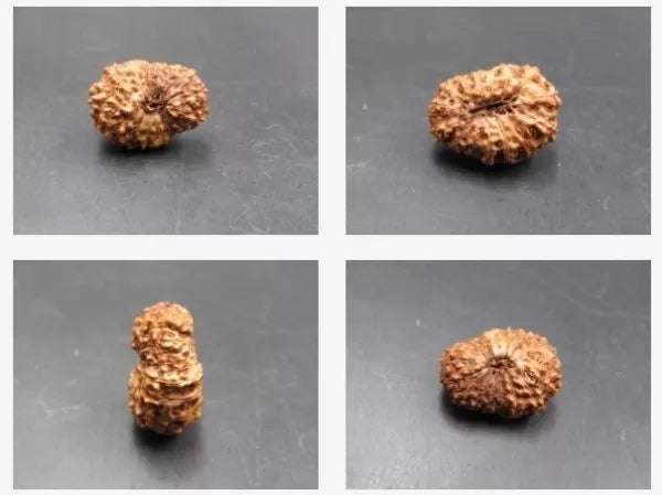 15 Mukhi Indonesian Rudraksha