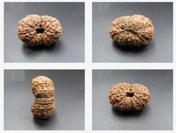 15 Mukhi Rudraksha Beads Indonesia