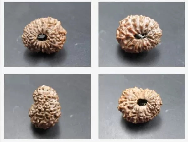 15 Mukhi Rudraksha