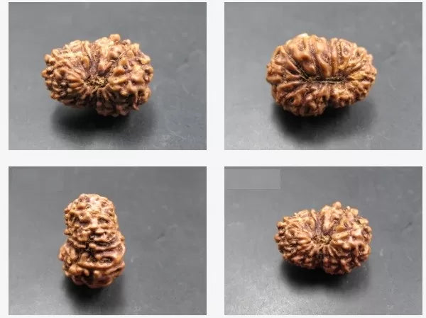 Genuine 15 Mukhi Rudraksha Beads