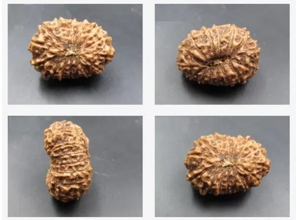 Original 15 Mukhi Indonesian Rudraksha