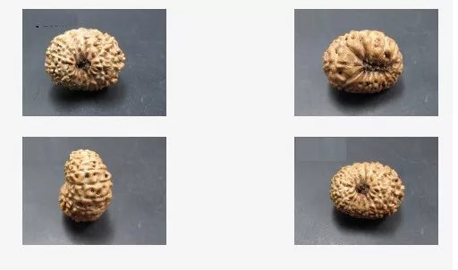 15 Mukhi Indonesian Rudraksha