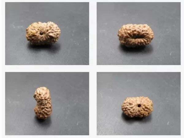 Buy 15 Mukhi Indonesian Rudraksha Beads
