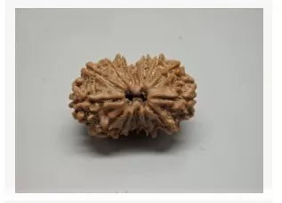 Buy Lab Certified 15 Mukh Rudraksha Beads