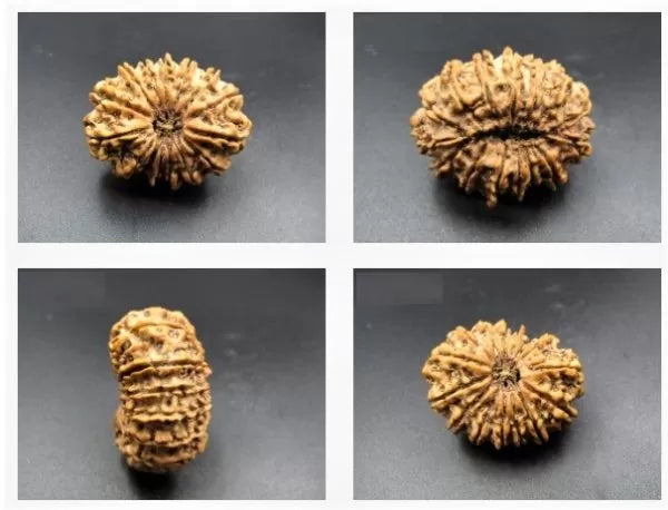 15 Mukhi Original Rudraksha Beads