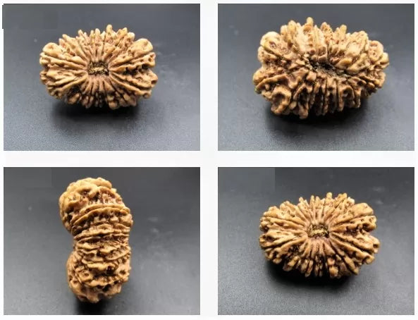15 Mukhi Rudraksha Beads
