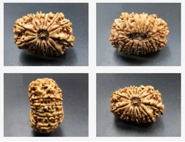15 Mukhi Rudraksha Nepal