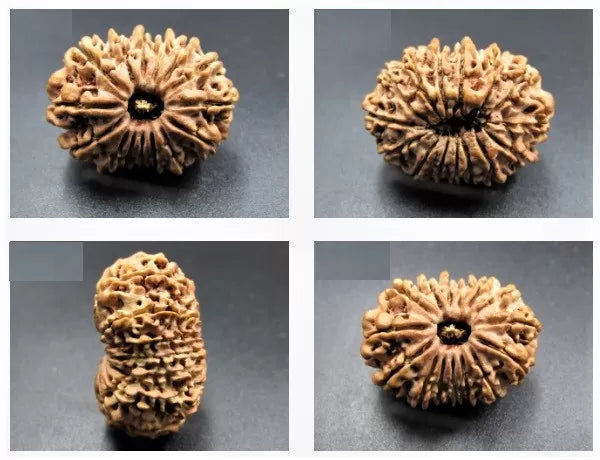 15 Mukh Rudraksha Beads Online Nepali