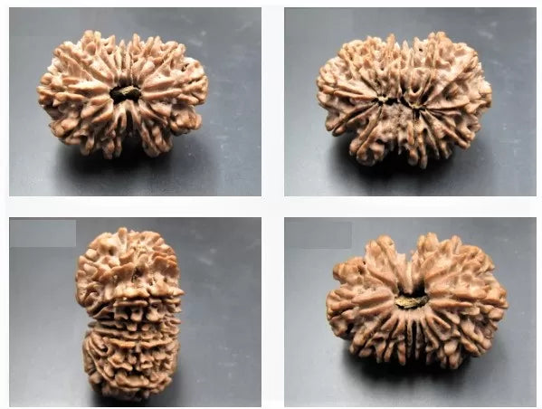15 Mukhi Rudraksha Nepal 35 mm