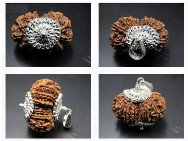 15 Mukhi Rudraksha Nepal 32 mm