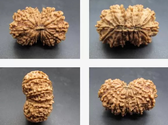15 Mukhi Rudraksha Nepal 31 mm
