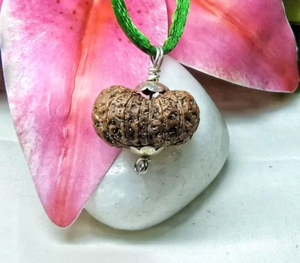 15 Mukhi Rudraksha Indonesia