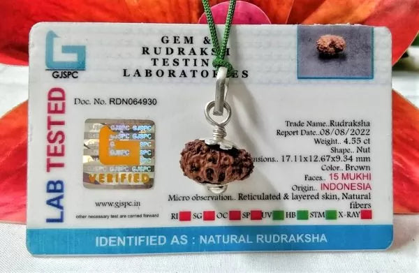 Buy Certified 15 Mukhi Indonesian Rudraksha