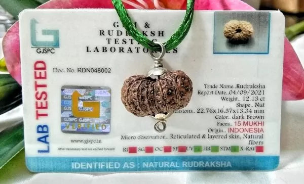 15 Mukhi Rudraksha Beads Indonesia 22 mm