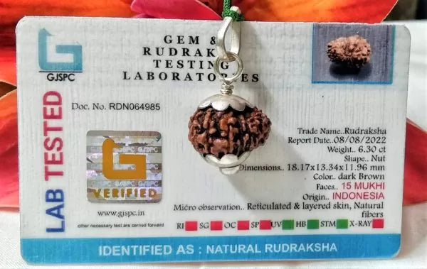 Genuine 15 Mukhi Rudraksha Beads Indonesia