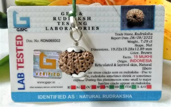 15 Mukhi Indonesian Rudraksha Beads
