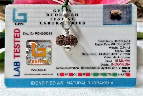 15 Mukhi Rudraksha Indonesia 14 mm