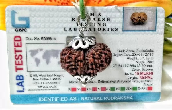 15 Mukhi Rudraksha Nepal 27 mm
