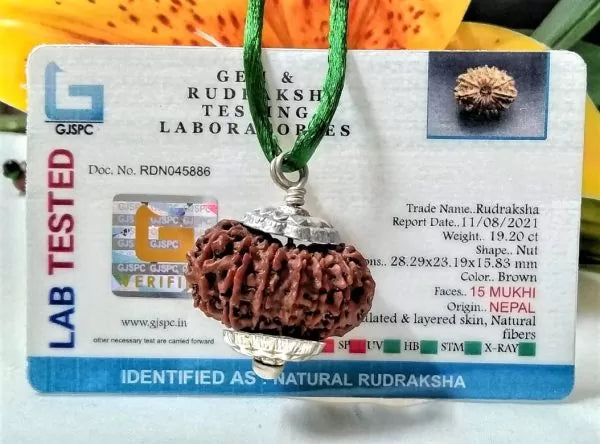 15 Mukhi Rudraksha Beads Nepal