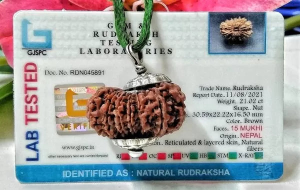 15 Mukhi Rudraksha Nepali Bead