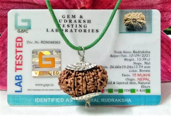 Genuine 15 Mukhi Rudraksha Beads Nepal