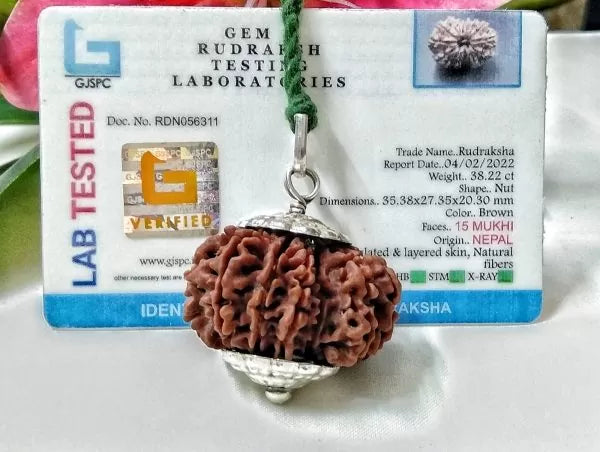 15 Mukhi Rudraksha Nepal 35 mm