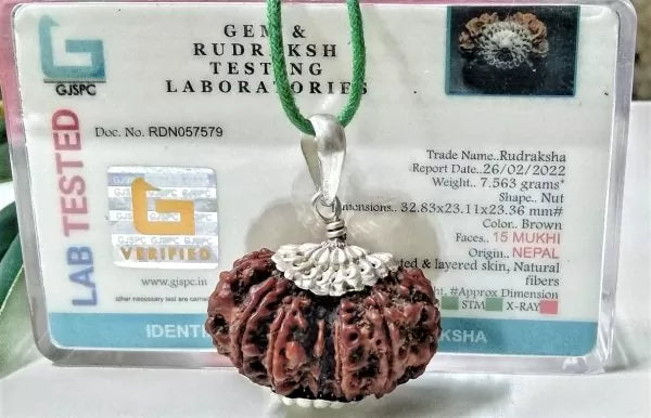 15 Mukhi Rudraksha Nepal 32 mm