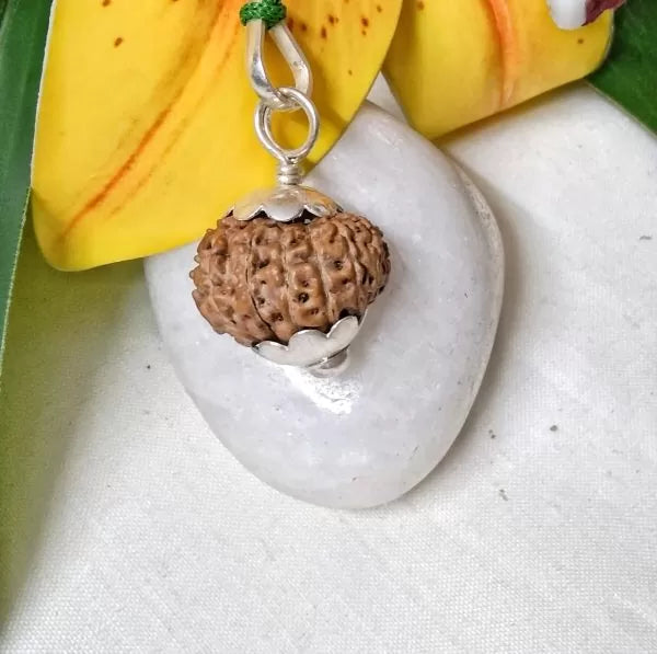 15 Mukhi Rudraksha Indonesia 19 mm